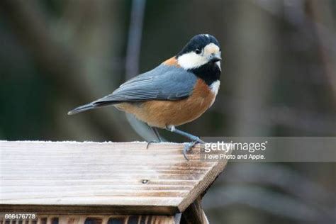 japanese titties|902 Japanese Tit Stock Photos & High